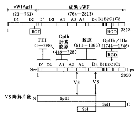 vWF的结构和功能结合区