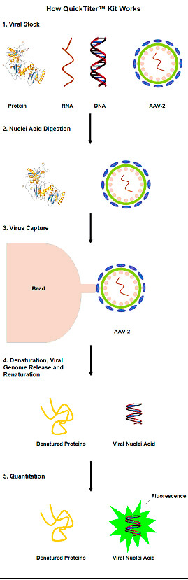 腺相关病毒（AAV）滴度检测试剂盒原理