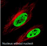 细胞核（无核仁）