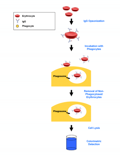 细胞吞噬检测试剂盒实验原理流程图