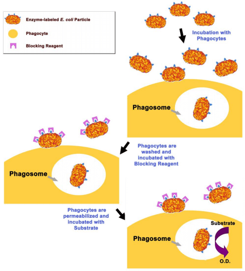 细胞吞噬检测试剂盒实验原理流程图