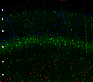 多重免疫荧光显示大鼠大脑皮层的层状结构