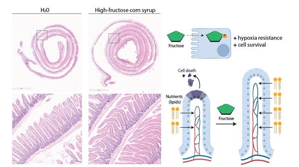 饮食中的果糖能改善肠道细胞的生存和营养吸收