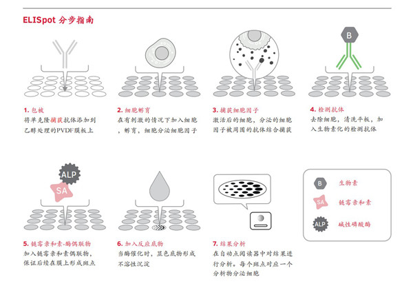 ELISpot实验步骤与原理示意