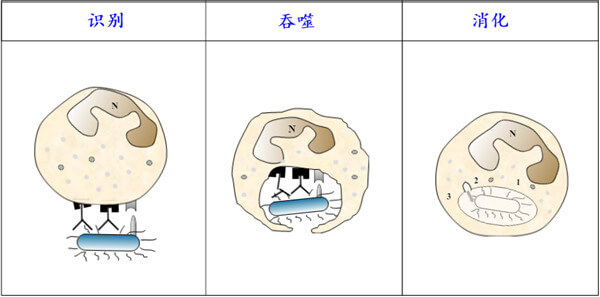 吞噬细胞