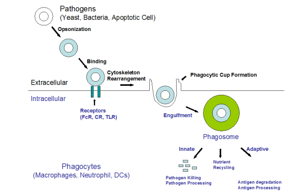 细胞吞噬