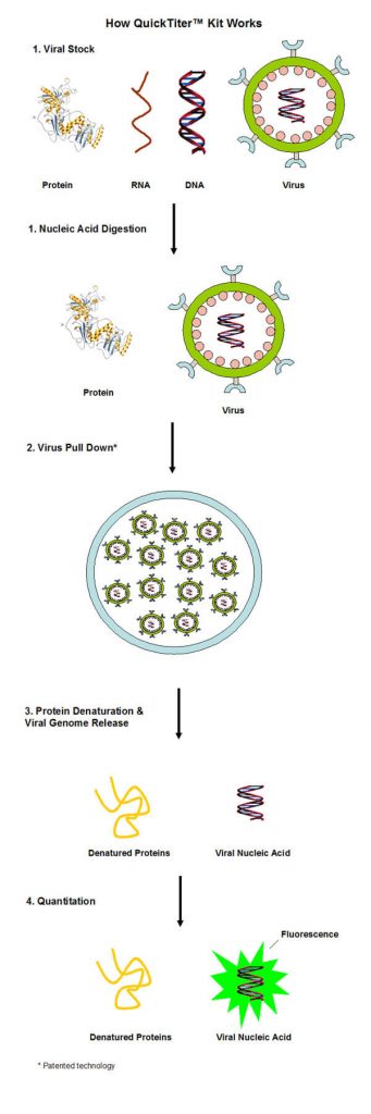 逆转录病毒（Retrovirus）滴度快速检测试剂盒原理