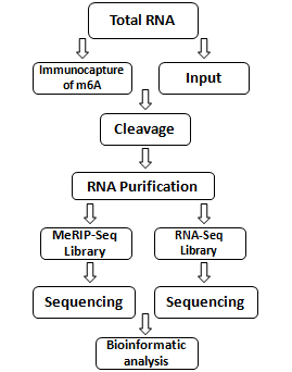 分子生物学分析