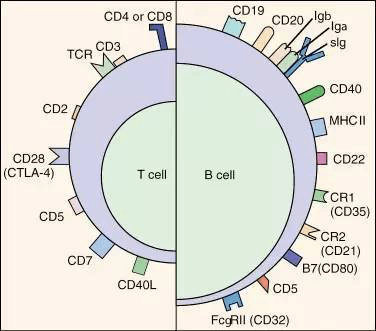 CD3蛋白质复合物
