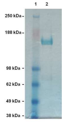 纯化的重组Cas9蛋白