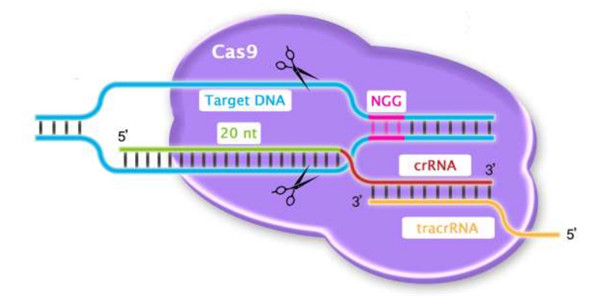 CRISPR/Cas