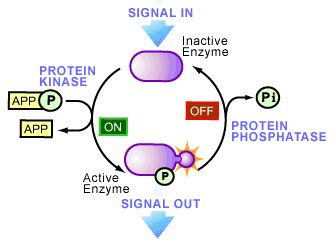 蛋白酶和磷酸酶抑制剂