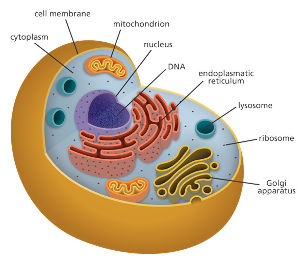 从细胞区室中分离蛋白质