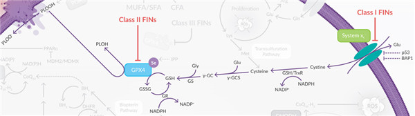 GPX4在GSH下游起作用以修复脂质过氧化