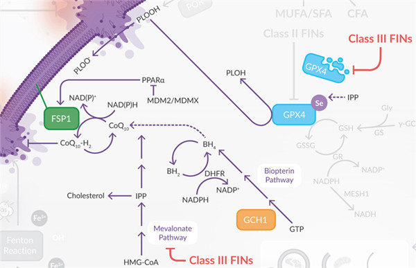MVA途径和FSP1共同调控CoQ10生成和GPX4蛋白质的成熟