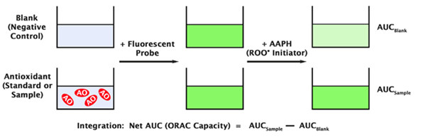 氧自由基抗氧化能力（ORAC）活性检测试剂盒-原理示意图