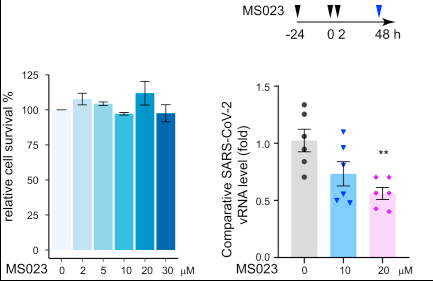 SARS-CoV-2的组蛋白甲基化也表现出一定的表观遗传靶点