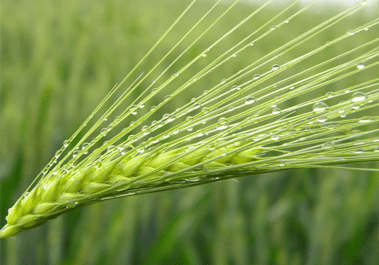 小麦胚芽凝集素