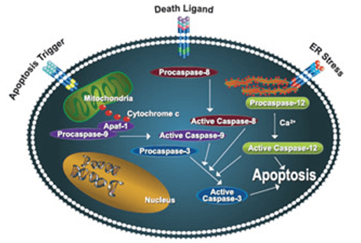 通路中不同点的细胞凋亡反应