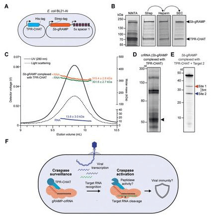 gRAMP CRISPR-Cas效应器是一个RNA内切酶