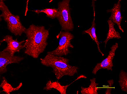 活的HeLa细胞用iFluor™ 647 WGA 偶联物（红色）和Hoechst 33342（蓝色）染色