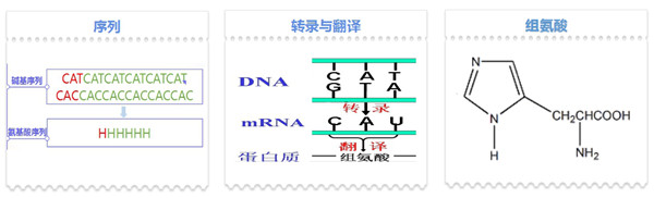 His标签蛋白定量