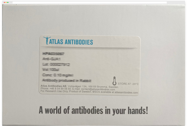 Atlas AntibodiesATRX多克隆抗体