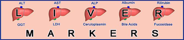 肝脏标志物研究的试剂盒