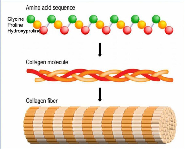 胶原蛋白种类