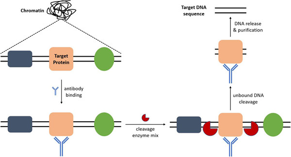 ChIP-seq