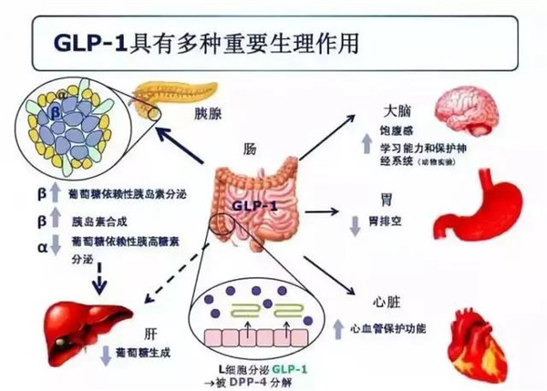 GLP的多种生理作用