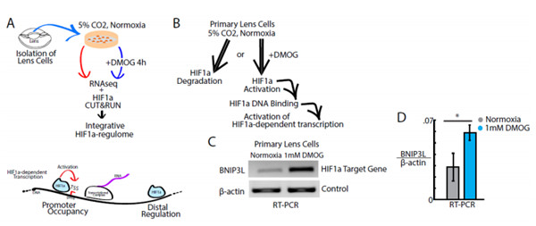 CUT&RUN在原代晶状体细胞中鉴定了8000多种HIF1α-DNA特异性复合物