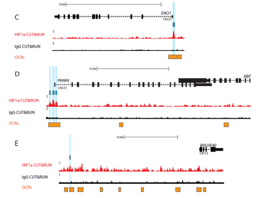 CUT&RUN在原代晶状体细胞中鉴定了8000多种HIF1α-DNA特异性复合物