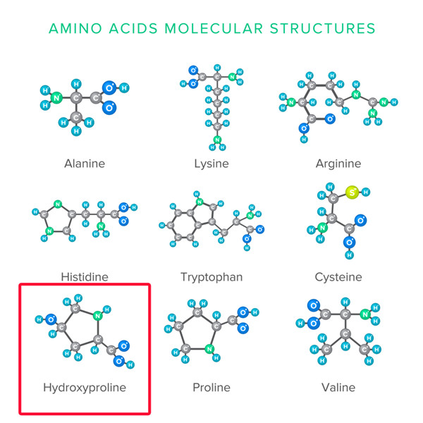 羟脯氨酸