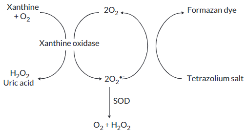 超氧化物歧化酶（SOD）检测试剂盒检测