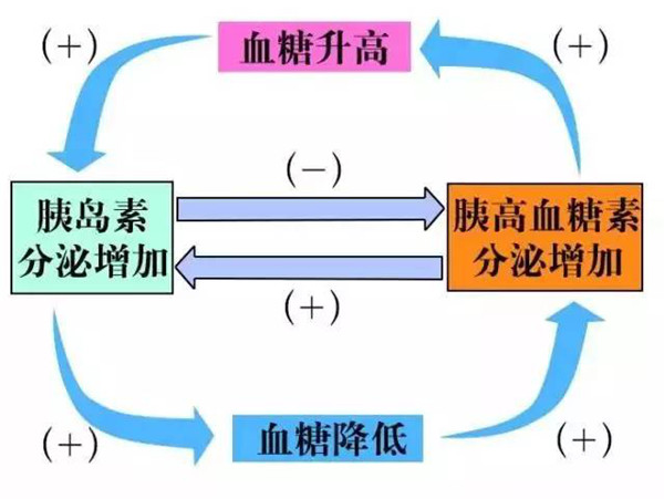 胰岛素和胰高血糖素