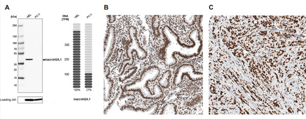 macroH2A.1抗体(AMAb91347)的特异性