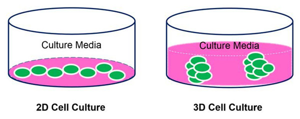 3D细胞培养
