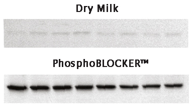 A549细胞裂解液，检测磷酸化-p38蛋白.