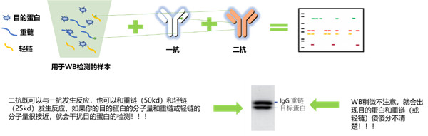 重链轻链的由来和应对方法