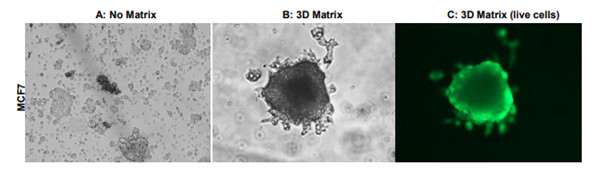 MBS846804（专利的Duo-Matrix基质）