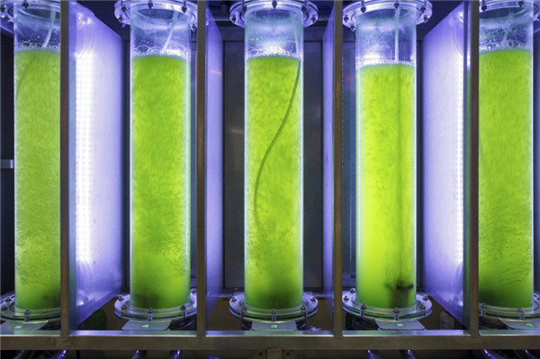 藻类荧光蛋白