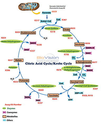 测量三羧酸循环