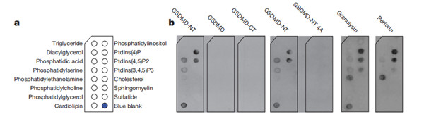 Membrane Lipid Strips