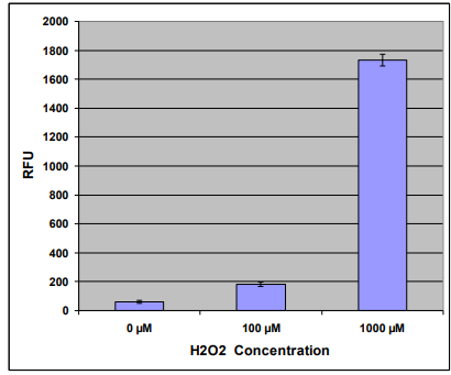 用H2O2处理的HeLa细胞中的ROS