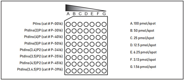 PIP Array