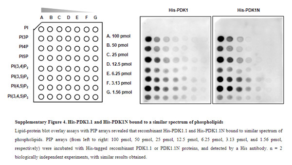 PIP Array, Nature/Cell文章鉴赏