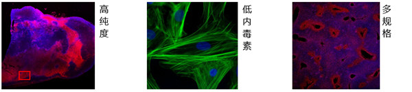 ichorbio 抗体