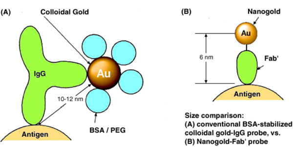 胶体金（A）和Nanogold尺寸比较