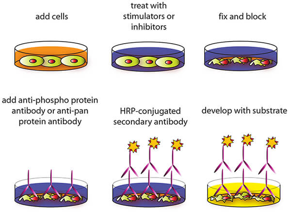 Cell-Based ELISA检测原理